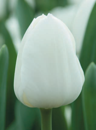Ziedu tulpes narcises lilijas