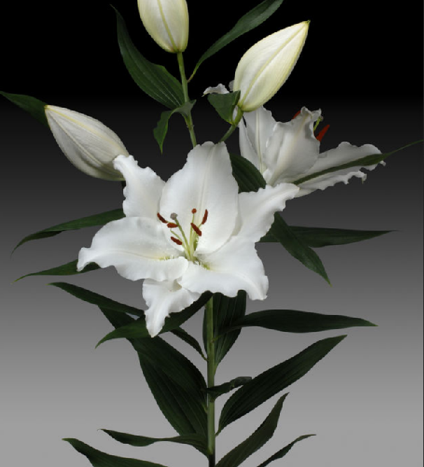 Ziedu tulpes narcises lilijas